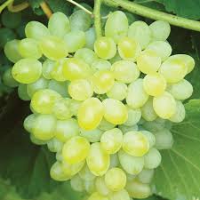 We did not find results for: Grape Vines From Stark Bro S Grape Vines For Sale