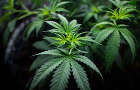 A sample can help you decide what to the cover letter of a seasoned professional will emphasize experience, whereas that of a recent college graduate is best. How To Write A Cannabis Cover Letter Green Flower News