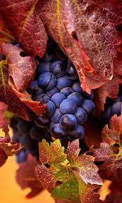 He Couldn T Stop Smelling The Air In Great Deep Loud Sniffs It Was So Delicious It Smelled Of Water And Mud And Mapl Grapes Harvest Time Grape Harvesting