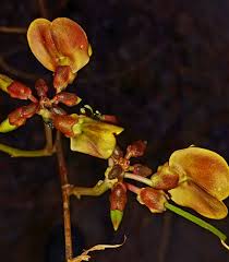 Image result for Kotschya strobilantha