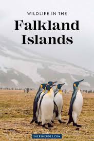5 Penguins You Ll Find In The Falklands The Penguin Capital Of The World Falkland Islands Antarctica Travel Adventure Travel Destinations