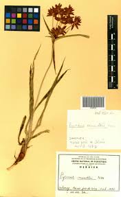 Image result for Pycreus mundtii