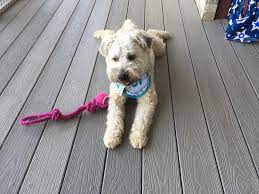Donegal Our Scwt Posing As A Frog Dog Dogs Donegal Frog