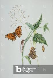 Image result for Polygonia c-album