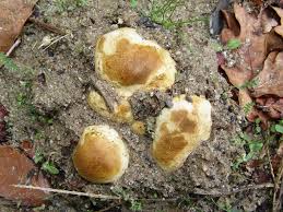 Image result for Scleroderma polyrhizon