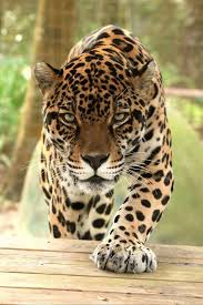 Pin By Valeri Lera On Cats Domestic And Wild Big Cat Rescue Jaguar Animal Animals