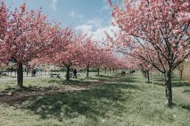 Flowering cherry trees are popular for their showy spring flowers, fruit for the birds and colorful fall foliage. The Best Spots To View Cherry Blossoms In Berlin