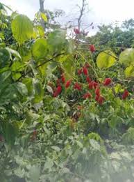 Image result for Agelaea pentagyna