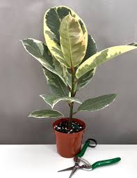 Image result for Ficus tettensis