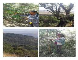 Image result for Acacia pilispina