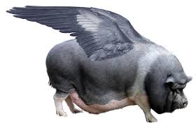 When pigs fly - Wikipedia