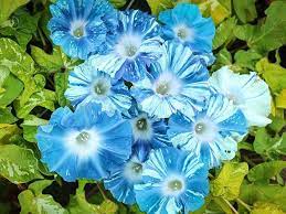 Keiryu Mountain Morning Glory Morning Glory Blue Morning Glory Mountain Stream