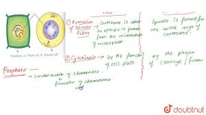 Check spelling or type a new query. State The Difference Between Mitosis Of Plant Cell And Animal Cell What Is Prophase Youtube