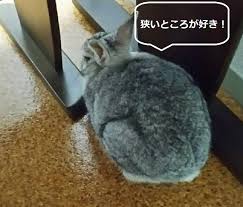 うさぎ 死ぬ とき 目