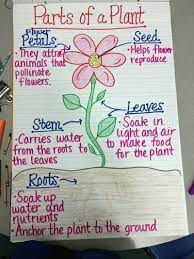 Explore states of matter, physical changes, plants and animals, earth events, and engineering! 17 Creative Ways To Teach Plant Life Cycle Weareteachers