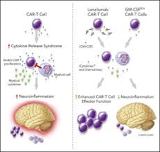 Sara On Twitter T Cell Human Genome Syndrome