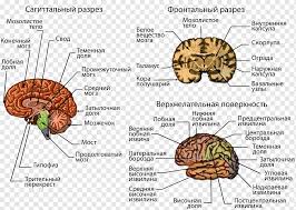 The human nervous system : Human Brain Central Nervous System Cerebral Cortex Brain People Anatomy Human Brain Png Pngwing