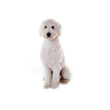 This is f1 goldendoodle puppies playing by alan lopez on vimeo, the home for high quality videos and the people who love them. Goldendoodle Puppies The Barking Boutique