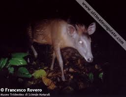 Image result for Lettowianthus stellatus