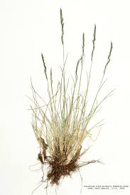 Image result for Festuca