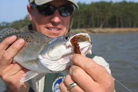 Fishing For Speckled Trout for Beginners