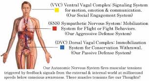 Insights And Take Aways From The Polyvagal Theory For Trauma