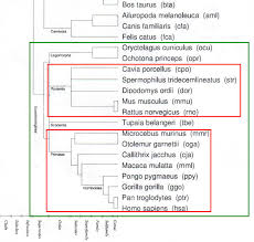 Rodents, lagomorphs, treeshrews, colugos and primates. Phylogenie