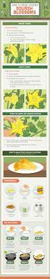 They can take three months or more to fully ripen, and you need to let them companions to plant alongside zucchini and summer squash. Should You Prune Vegetable Plants Fix Com