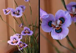 Image result for Moraea bella