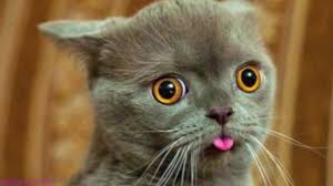 صور قطط مضحكة لطيفة 2020 اجمل صور القطط مضحكة جميلة صور خلفيات