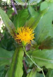 Image result for Aptosimum procumbens