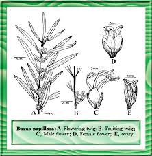 Image result for Buxaceae