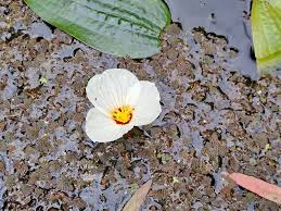 Image result for Ottelia ulvifolia