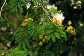 Image result for Libidibia coriaria