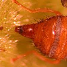 The mediterranean fruit fly (medfly) is one of the world's most economically damaging pests. Eggs Of The Mediterranean Fruit Fly Ceratitis Capitata Wiedemann Download Scientific Diagram