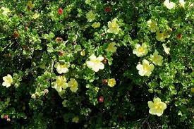 Image result for Pavonia rogersii