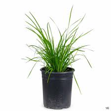 Image result for Motandra