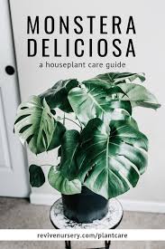 Monstera Deliciosa Houseplant Care Guide How To Keep Your Swiss Cheese Plant Alive And Beautiful House Plant Care Monstera Deliciosa Plants
