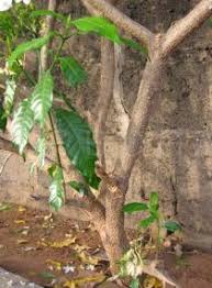 Image result for Tabernaemontana ventricosa