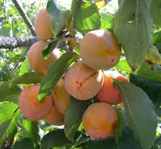 Diospyros Kaki Farmacista Cicilia Un Plaqueminier Meritant