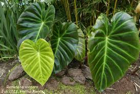 Image result for Remusatia