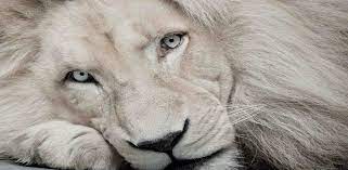 Check spelling or type a new query. White Lion 4k Wallpaper Amazon De Apps Spiele