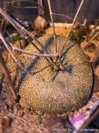 Image result for Gerrardanthus lobatus