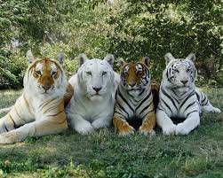 4 Types Of Tigers Animals Animals Beautiful Majestic Animals