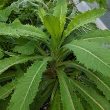 Image result for Lactuca ugandensis