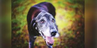 At all pets animal hospital, we recognize the strong bond between people and their pets. Alternative Therapies For Improving Quality Of Life In Senior Pets