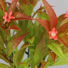 About 16% % of these are artificial plant, 3. Buy 6pcs Artificial Uv Resistant Plants Outdoor Fake Tropical Flowers Morning Glory Shrubs Greenery Fall Leaves Foliage Plastic Plants Farmhouse Decor For Hanging Planter Garden Patio Sidewalk Decoration Online In Indonesia B081pvqyvt