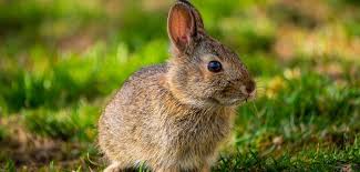 He published his first book in kindle direct publishing in november 2012 titled backyard meat rabbits and discovered that he loves writing too. Pastured Meat Rabbits In Your Backyard Our Backyard Farm