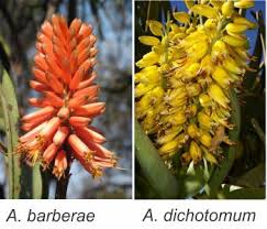 Image result for Aloidendron