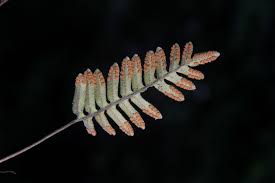 Image result for Pleopeltis  × simiana